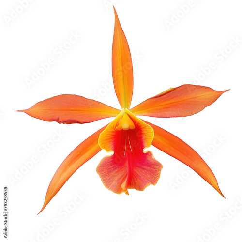 A stunning Encyclia Prosthechea vitellina cross hybrid botanical orchid boasting vibrant hues of bright orange and yellow takes center stage in a captivating close up shot The intricate flo