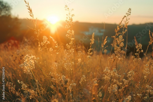 Beautiful panoramic natural landscape with blooming tall wild grass in warm summer sunset