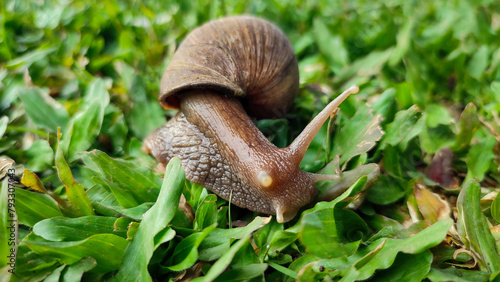 Snails is crawling on green grass, belong to the class of gastropod mollusks with circular, dull brown shells.
