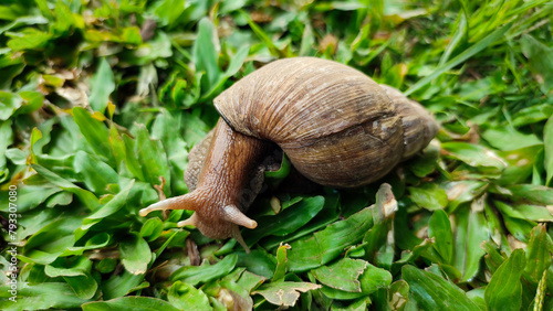 Snails is crawling on green grass, belong to the class of gastropod mollusks with circular, dull brown shells.