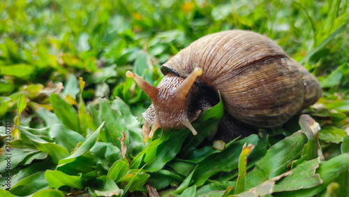 Snails is crawling on green grass, belong to the class of gastropod mollusks with circular, dull brown shells.