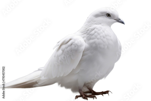 art feathers white isolated dove background bird feather macro pigeon easter author carefree closeup dappled down float flying imagination literature object pen poet quill silence single tool wing 