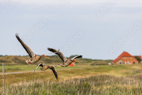 Greylag geese (Anser anser) in flight over Juist, East Frisian Islands, Germany.