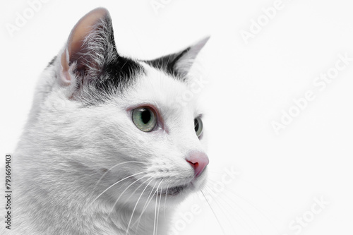 Portret kocura domowego pupilka futrzanego, białe tło