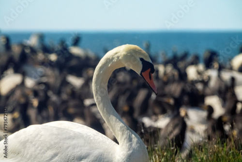 A mute swan (Cygnus olor, male) among the sea islands, in a colony of seabirds. Baltic sea. Portrait of a white bird on a background of black birds