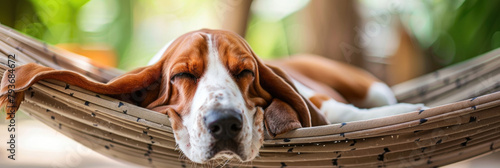 A basset hound is lying comfortably in a hammock, enjoying a relaxing moment in the shade