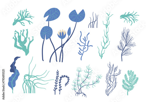 underwater algae, seaweed, spirulina, ocean reef