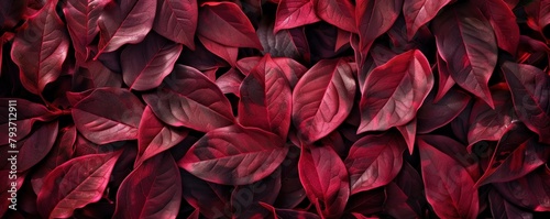 Red leaves background, burgundy foliage texture, nature backdrop, fuchsia color, gothic and dark art concept in the style of nature