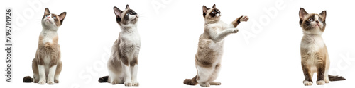 Cat PNG set - standing photo of happy Snowshoe cat isolated transparent background