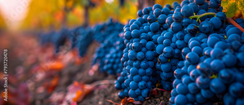Vineyard Harvest, A Close-Up on Ripe Grapes, The Heart of Wine Production