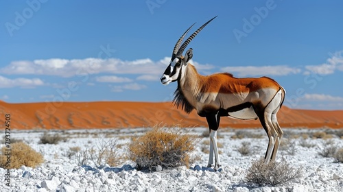 A majestic Gemsbok, a type of oryx antelope, stands tall amidst the rugged, white rocky soil of the Desert in South Africa.