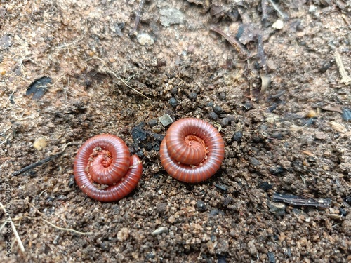 Millipedes are a group of arthropods that are characterised by having two pairs of jointed legs on most body segments, they are known scientifically as the class Diplopoda