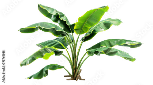 Tranquil Side View of Banana Tree on the transparent background, PNG Format