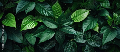 Healthy green foliage close-up