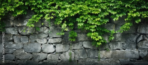 A stone wall covered in lush green leaves