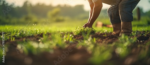 Person planting small seedling in vast field