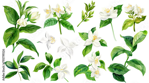 Set of jasmine flowers watercolor clipart isolated on white or transparent background png cutout clipping path 