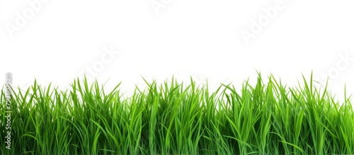 Green grass field on white background