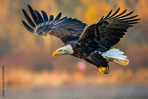 white-headed fish eagle flying