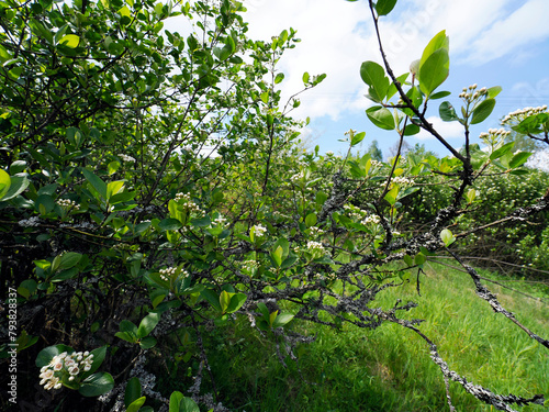 Kwitnąca Aronia w ekologicznej uprawie. Obecność porostów na gałązkach aronii świadczy o nieskarzonej glebie i czydtm powietrzu. Porosty nie tolerują środków ochrony roślin, ich obecnośc jest koronnym