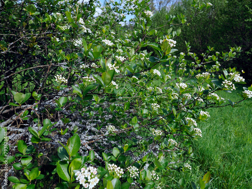 Kwitnąca Aronia w ekologicznej uprawie. Obecność porostów na gałązkach aronii świadczy o nieskarzonej glebie i czydtm powietrzu. Porosty nie tolerują środków ochrony roślin, ich obecnośc jest koronnym