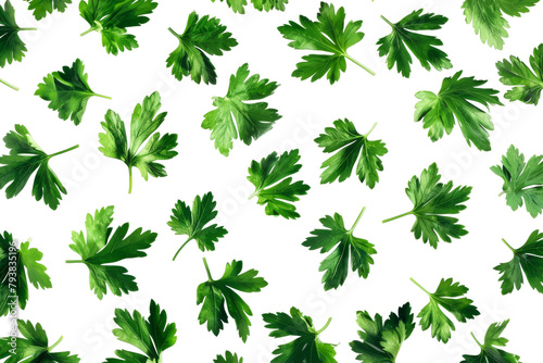Fresh and vibrant green parsley leaves