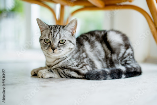 British shorthair silver tabby cat in a living room. Adult domestic cat spending time indoors at home.