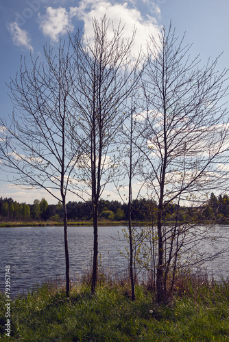 drzewa,jezioro 