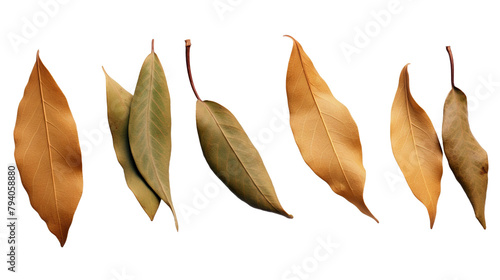Pure white background with dried bay leaves isolated