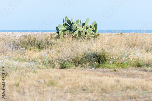 PALERA o CHUMBERA (OPUNTIA MAXIMA) 