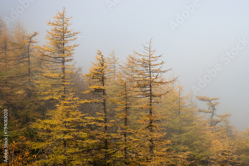 Foggy autumn forest landscape. View of the larch forest in the fog. Larch trees with yellow crowns in the mountains. Traveling and hiking in northern nature. Beautiful autumn taiga. Natural background