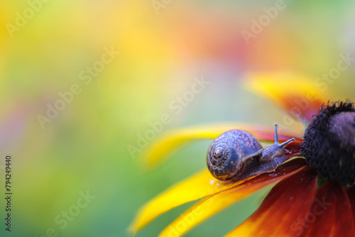 Snail in spiral shell on bright orange rudbeckia flower. Soft, selective focus, blurring. Macro, close-up. Text place, copy space