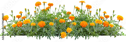 Marigold bed featuring an array of vibrant orange and yellow blooms, ideal for repelling garden pests, isolated on transparent background