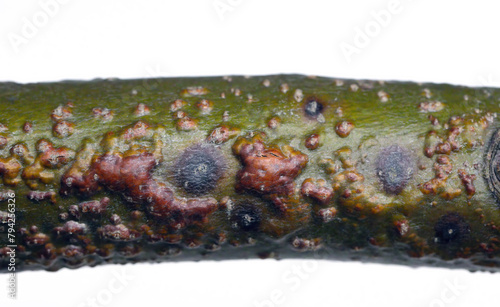 A branch of a linden (Tilia) tree with symptoms of disease - Canker, cancer. Golden Chain (Laburnum) Fusarium Canker. Caused by a complex of fungi from the genera Fusarium, Phoma and Phomopsis.