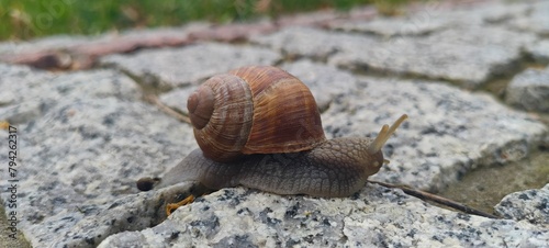 snail on a lea Ślimak 