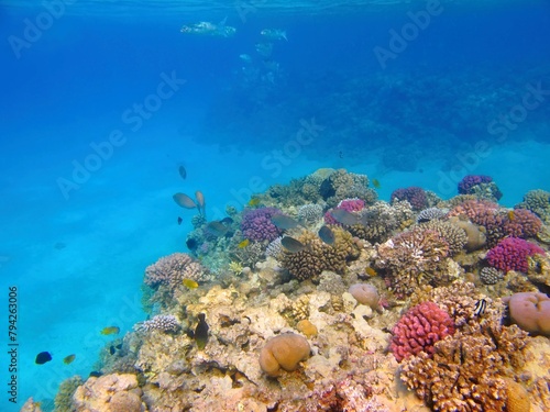 Colorful reef and blue tropical ocean, swimming fish. Seascape with corals, sand and fish. Underwater photo from snorkeling in the shallow sea. Healthy marine life.