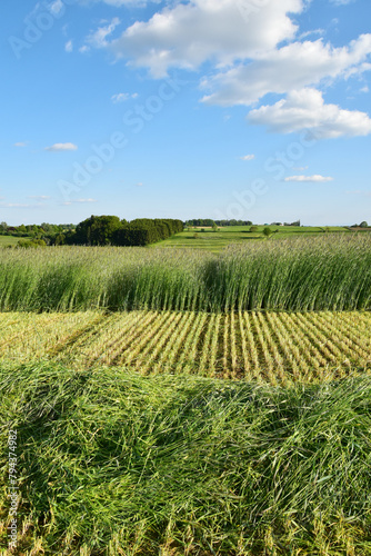 GPS-Roggen, Grünroggen, Getreide-GPS, Beginn der Ernte, mähen und schwaden eines Roggenfeldes für die weitere Verwendung als Ganzpflanzensilage