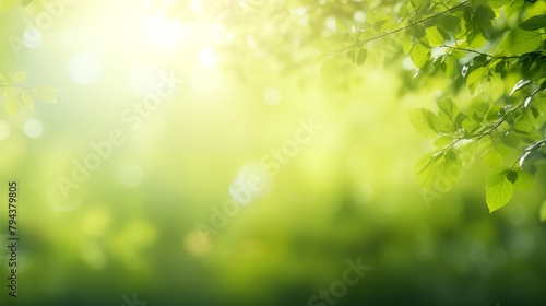 sunshine through blurred green trees, empty abstract summer or spring background banner with defocused lights and copy space.