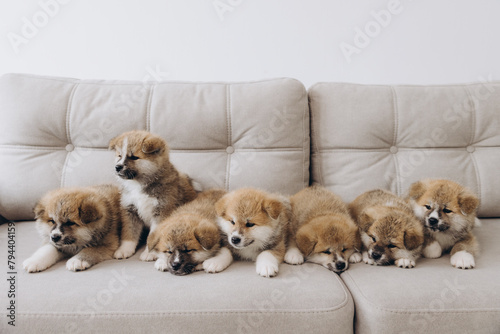 Cute seven purebred Japanese Akita Inu puppies on the couch at home comfortably
