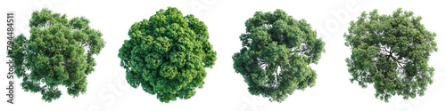 Ash Trees Top View Hyperrealistic Highly Detailed Isolated On Transparent Background Png File
