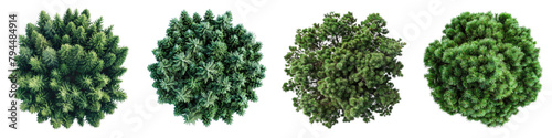 Austrian Pine Trees Top View Hyperrealistic Highly Detailed Isolated On Transparent Background Png File