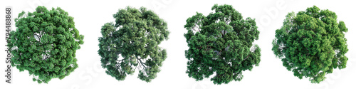 Black Locust Trees Top View Hyperrealistic Highly Detailed Isolated On Transparent Background Png File