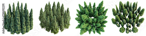 Cypress Trees Top View Hyperrealistic Highly Detailed Isolated On Transparent Background Png File