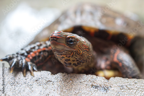 La tortuga observa el entorno