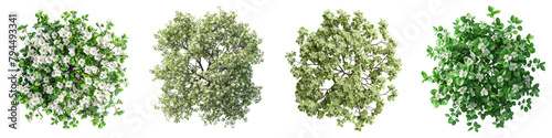 Dogwood Trees Top View Hyperrealistic Highly Detailed Isolated On Transparent Background Png File