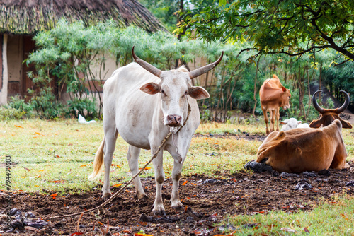 Cows rest at a kraal in a rural village in western Kenya.