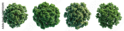 Kentucky Coffeetree Trees Top View Drone Shoot Hyperrealistic Highly Detailed Isolated On Transparent Background Png File