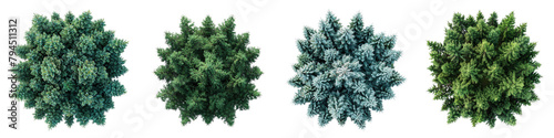 Serbian Spruce Trees Top View Drone Shoot Hyperrealistic Highly Detailed Isolated On Transparent Background Png File