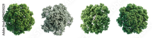 White Oak Trees Top View Drone Shoot Hyperrealistic Highly Detailed Isolated On Transparent Background Png File