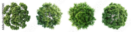 Willow Trees Top View Drone Shoot Hyperrealistic Highly Detailed Isolated On Transparent Background Png File
